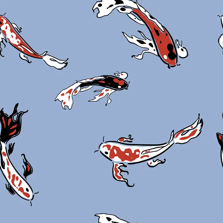 koi fish
